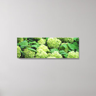Groene hortensia canvas afdruk