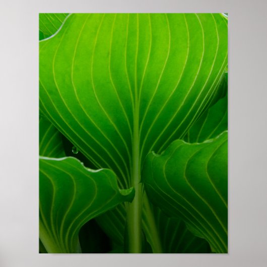Groene Hosta-blad Poster (Voorkant)