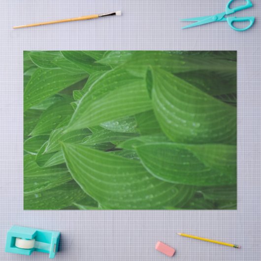 Groene Hosta Bladeren Met Regendruppels Weefselpap Tissuepapier (Craft)