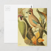  groene houtspecht briefkaart (Voorkant / Achterkant)