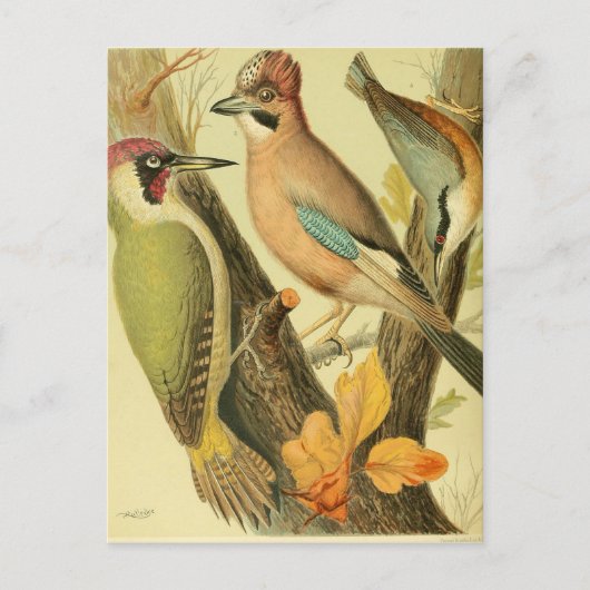  groene houtspecht briefkaart (Voorkant)