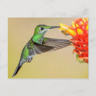 Groene Hummingbird & Bee Briefkaart