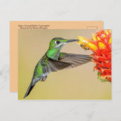 Groene Hummingbird & Bee Briefkaart (Voorkant / Achterkant)