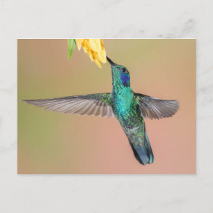 Groene Hummingbird die naar een gele bloem vliegt Briefkaart