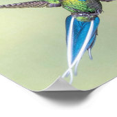 Groene Hummingbird met Long Blue Tail Feathers Poster (Hoek)
