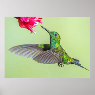 Groene Hummingbird vliegt naar een rode ventilator Poster