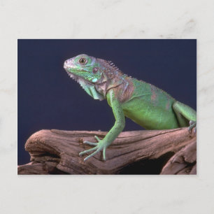 Groene iguana briefkaart