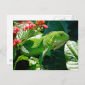 Groene iguana briefkaart (Voorkant / Achterkant)
