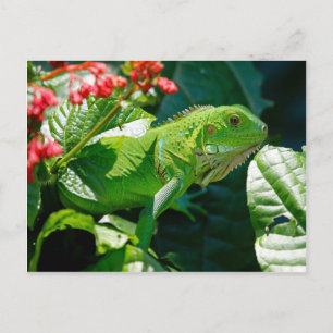 Groene iguana briefkaart