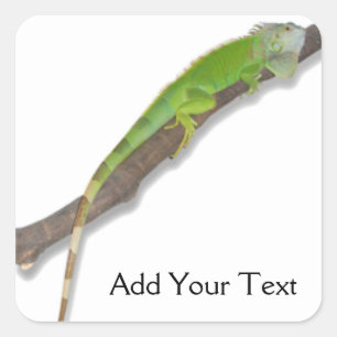 Groene Iguana op witte Sticker