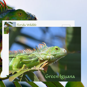 Groene Iguana Reptiel Wildlife Fotografisch Briefkaart
