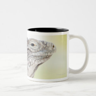Groene Iguana stroomt in de zon Tweekleurige Koffiemok