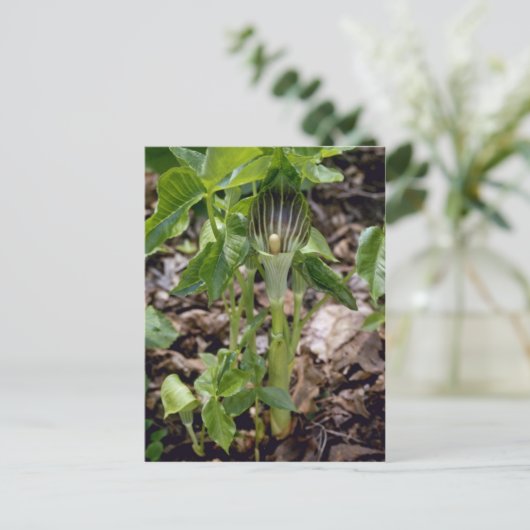 Groene Jack-In-the-Pulpit (Arisaema Atrorubens Var Briefkaart (Staand voorkant)