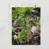 Groene Jack-In-the-Pulpit (Arisaema Atrorubens Var Briefkaart (Voorkant / Achterkant)