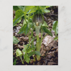 Groene Jack-In-the-Pulpit (Arisaema Atrorubens Var Briefkaart