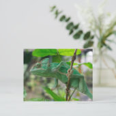 groene kameleon briefkaart (Staand voorkant)