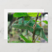 groene kameleon briefkaart (Voorkant / Achterkant)