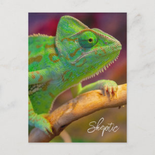 Groene Kameleon Briefkaart
