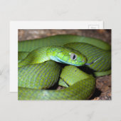 Groene kattenslang briefkaart (Voorkant / Achterkant)