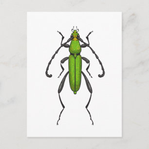 Groene kever briefkaart
