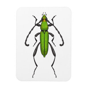 Groene kever magneet