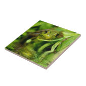 Groene kikker bij een hond tegeltje (Zijkant)