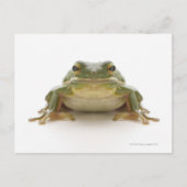 Groene kikker (Hylidae cinerea) Briefkaart (Voorkant)