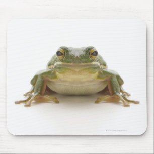 Groene kikker (Hylidae cinerea) Muismat