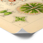  groene kleur Ernst Haeckel print Zee Life (Hoek)