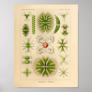  groene kleur Ernst Haeckel print Zee Life