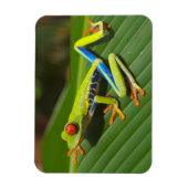 Groene kleurrijke Oerwoud kikker Magneet (Verticaal)