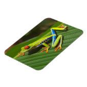 Groene kleurrijke Oerwoud kikker Magneet (Linkerzijde)