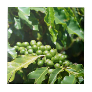 Groene koffie bessen keramische tegel tegeltje
