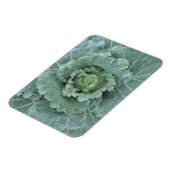 Groene kool, bladeren van bovenaf magneet (Linkerzijde)