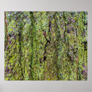 Groene korstmos op boomstam natuur poster