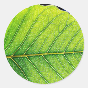 Groene lederen bladeren ronde sticker