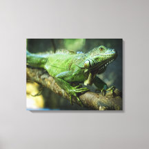 Groene Leguaan