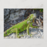 Groene leguaan in Key West Florida