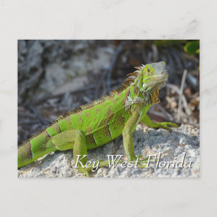 Groene leguaan in Key West Florida Briefkaart