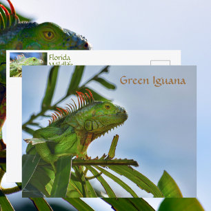 Groene Leguaan Reptiel in het Wild Fotografisch Briefkaart