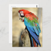 Groene Macaw op baard Briefkaart (Voorkant / Achterkant)