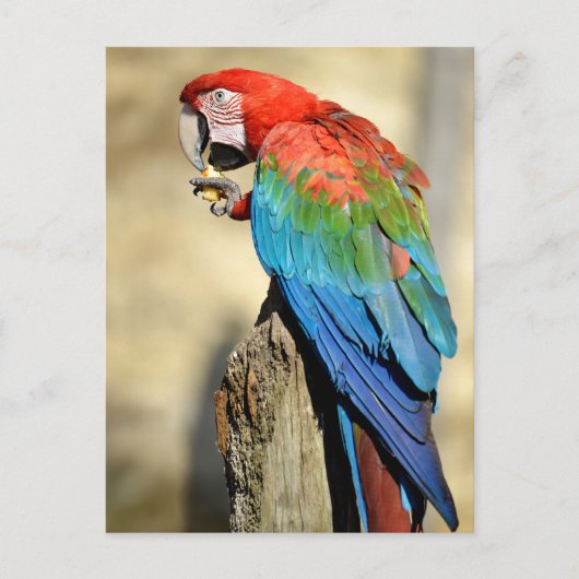 Groene Macaw op baard Briefkaart (Voorkant)