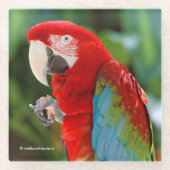 groene Macaw Parrot Bird Glazen Onderzetter (Voorkant)