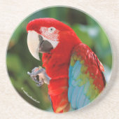  groene Macaw Parrot Bird Zandsteen Onderzetter (Voorkant)