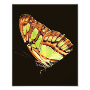 Groene Malachiet Vlinder Posing Close Up 8x10 Foto Afdruk