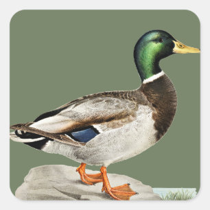 Groene Mallard Duck Jacht Natuur Kunst Vierkante Sticker