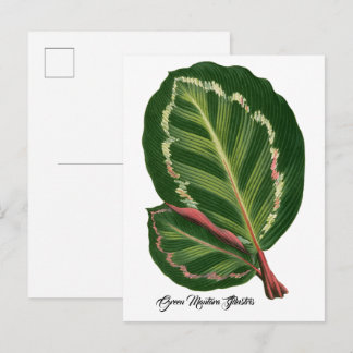Groene Mantara Illustris bladillustratie Poster Briefkaart