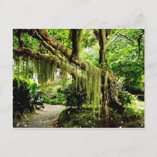 Groene Moss Covered Tree Briefkaart (Voorkant)