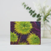 Groene Mums Briefkaart (Staand voorkant)