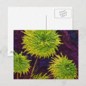 Groene Mums Briefkaart (Voorkant / Achterkant)